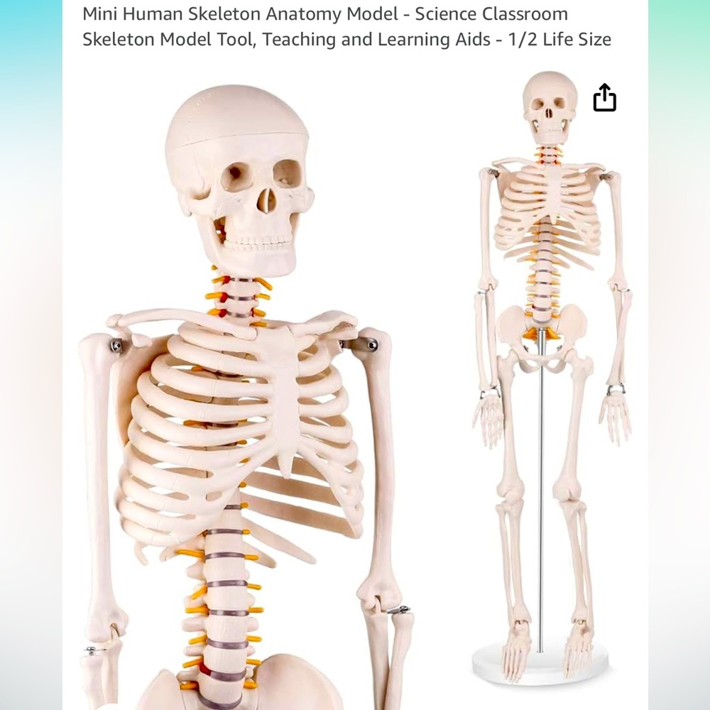 Anatomical skeleton
